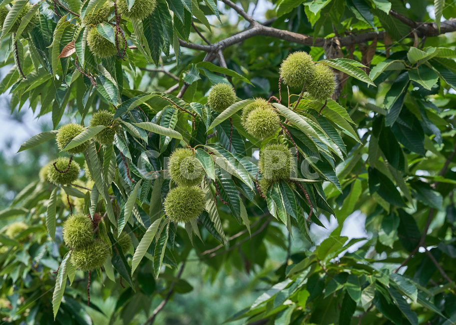 밤,밤송이,나무,초록,tree,식물,과일,열매,fruit