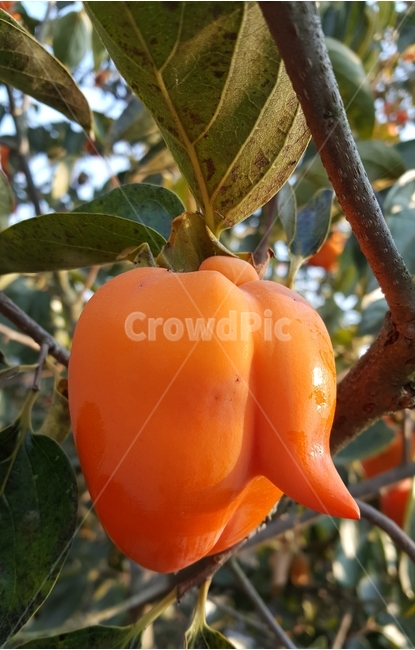 감,사랑,열매,가을,결실,식물,자연,plants,nature,과일,열매,fruit