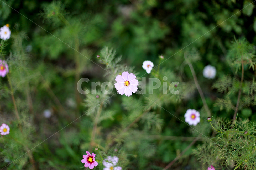 꽃,들꽃,자연,식물,blossom,flower,plant,식물,자연,plants,nature,꽃,flower