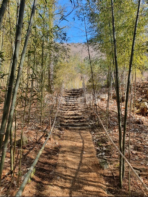 tree,나무,plant,식물,대나무,bamboo,하늘,초록색,파란색,blue,green,하늘뷰,skyview,오솔길,path,산,등산,고요한,조용한,calm