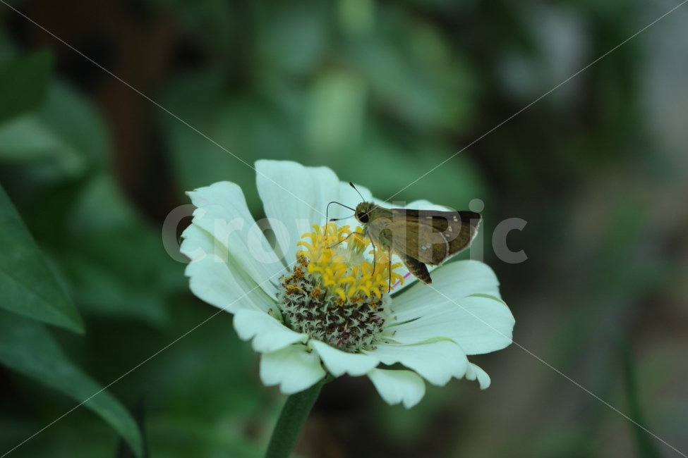 여름,휴가,여행,전주,꽃,접사,식물,자연,plants,nature,동물,animal,곤충,벌레,insect,bug,꽃,flower