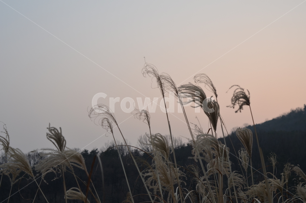갈대,억새,바람,흩날리는,가을,노을,wind,autumn,nature,grass,plant,lawn,reed,식물,잔디