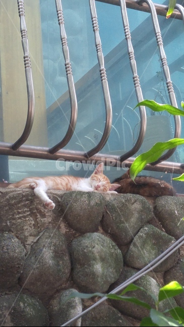 고양이,cat,nap,낮잠,여유