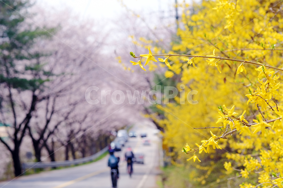 봄,봄꽃,개나리,벚꽃,라이딩,자전거,꽃놀이,봄,계절,spring,season,plant,식물