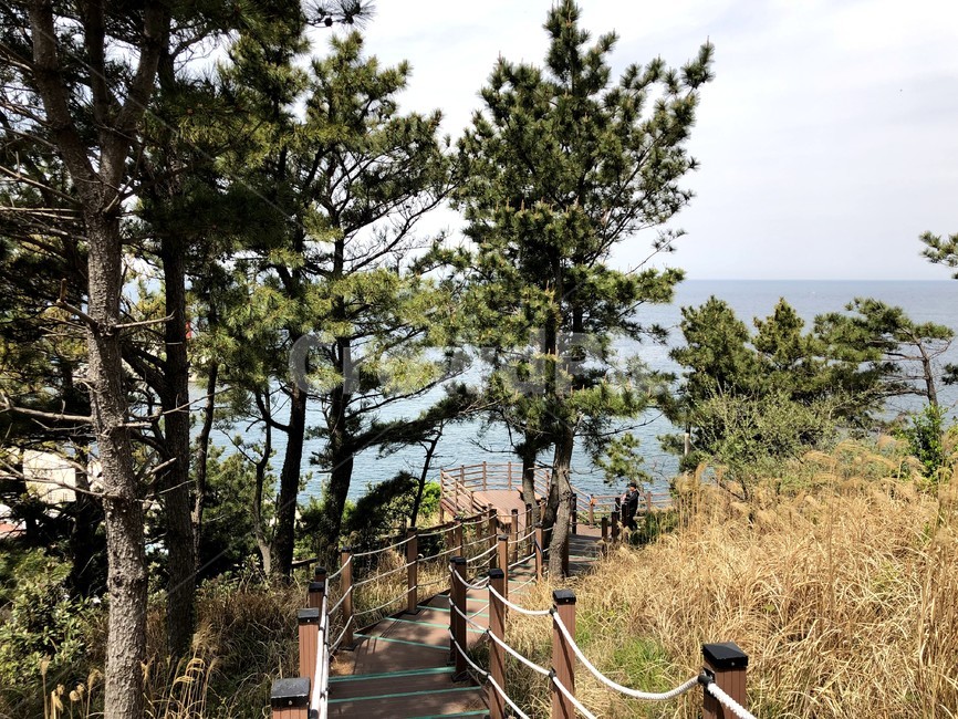 바다,갈대,자연,풍경,산책로,나무,힐링,휴식