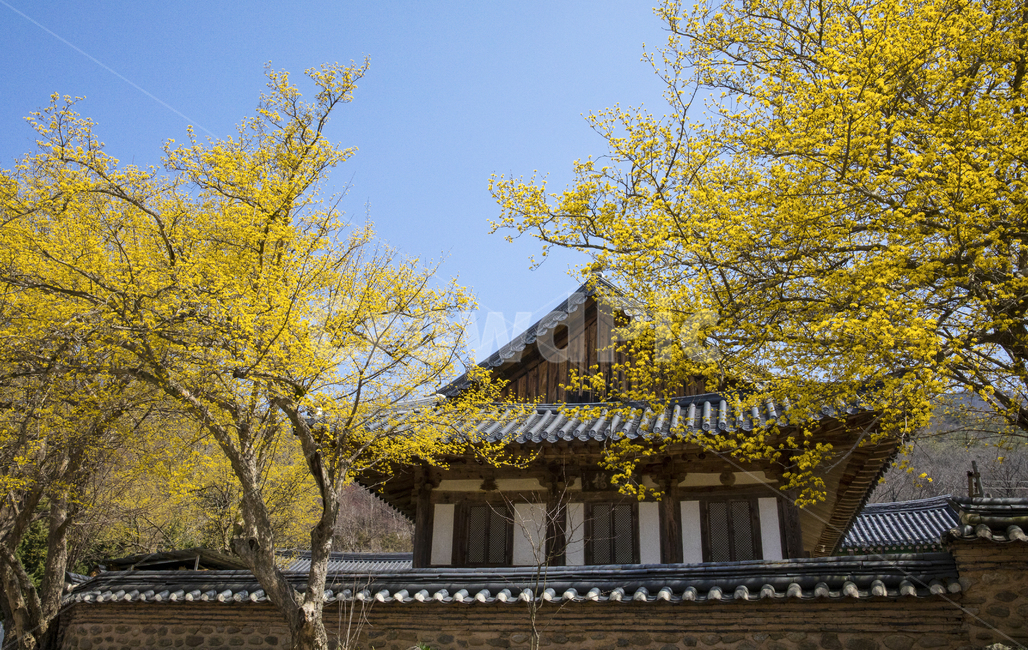 자연,종교,불교,사찰,절,한옥,기와,기와집,식물,꽃,노란꽃,산수유,나무,꽃나무,계절,봄,봄꽃,하늘,담장,송광사,한국전통,한국문화,korean traditional,korean culture,봄,계절,spring,season