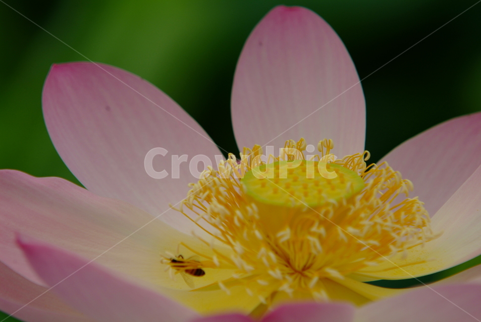 연꽃,연,꽃잎,lotus,수련,꽃,식물,자연,plants,nature,꽃,flower
