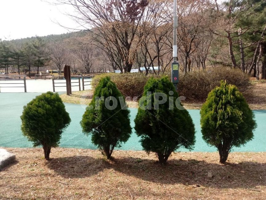 tree,나무,plant,식물,conifer,구과식물,초록,어린나무