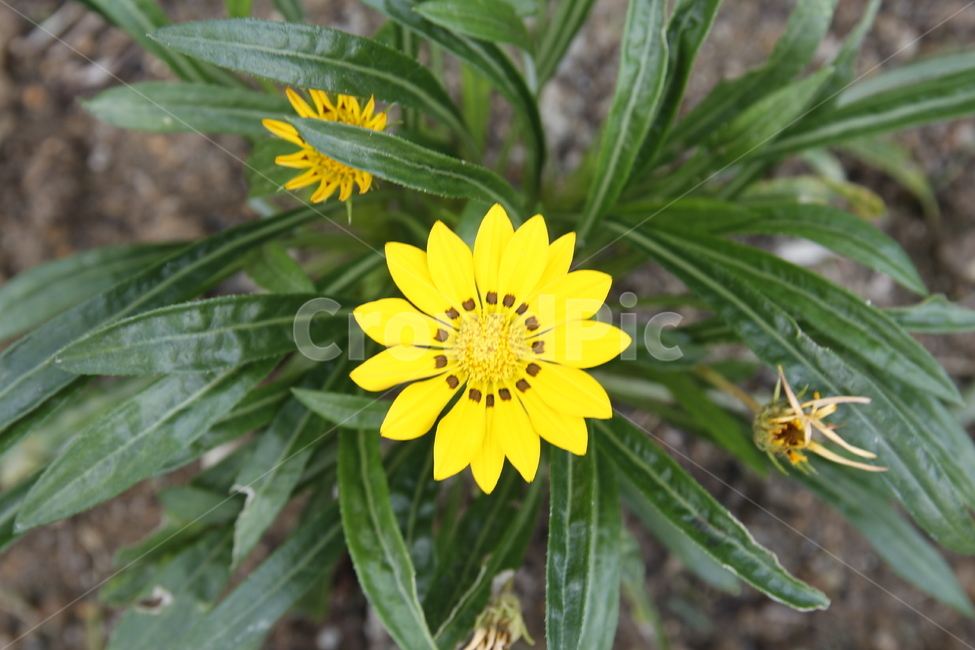 꽃,노란꼿,식물,풀,꽃잎,따뜻한,포근한,식물,자연,plants,nature,꽃,flower