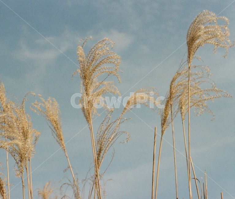 억새,갈대,가을,하늘,블루,파란색,흐림,자연,가을,계절,fall,autumn,season,식물,자연,plants,nature,plant,grass,잔디,lawn,reed