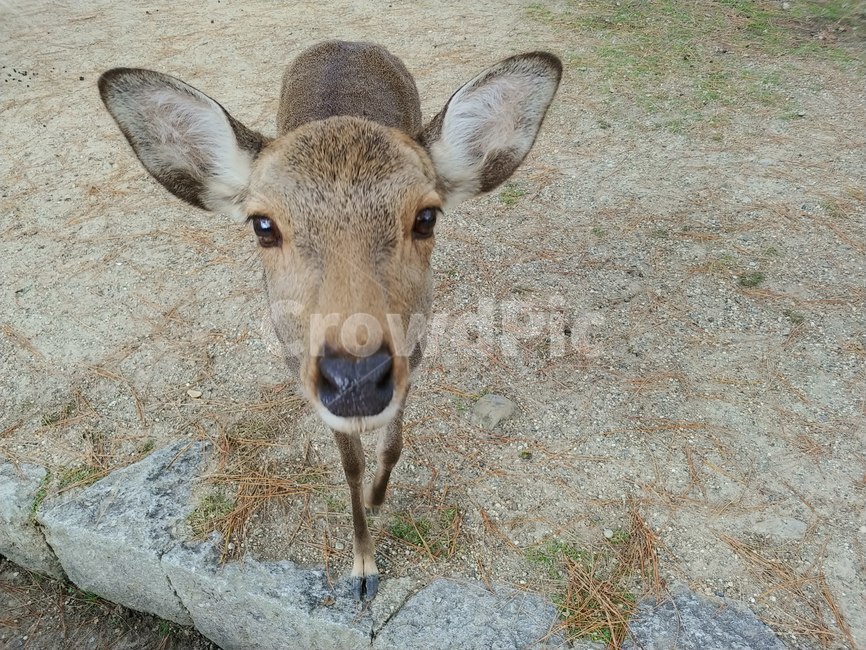 사슴,사슴공원,동물,눈망울,공원,나라공원,나라공원사슴,눈마주치기,눈빛,deer,deerpark,narapark,animal,atearinones,forest,garden,park,gardenpark,dazzling