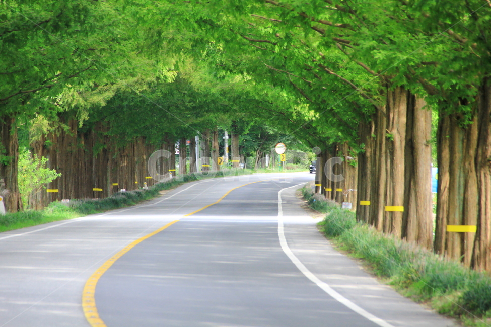 데이트,담양,산책길,메타세콰이어길,가로수,자연,풍경,nature,landscape,road,도로