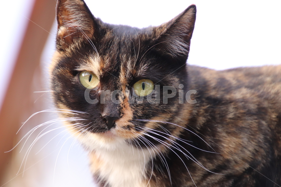 길고양이,고양이,귀여운고양이,길냥이,시골고양이,동물,animal,포유류,mammal,고양이,cat,kitten,kitty