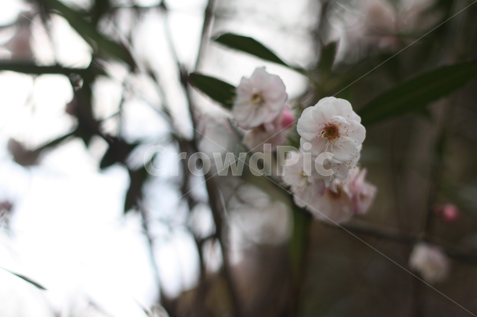 벗꽃,plant,식물,blossom,꽃,flower