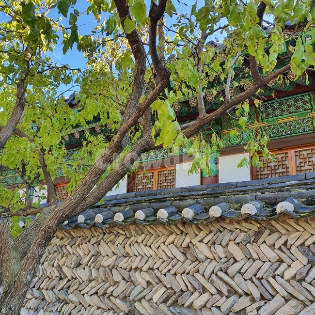 가을,운문사,하늘,아침,절,한국전통,한국문화,korean traditional,korean culture,식물,자연,plants,nature,나무,trees,wood