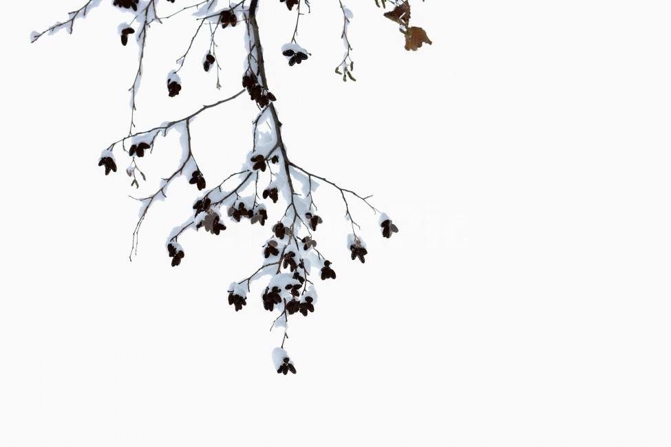 겨울,눈,풍경,여행,사진,나무,tree,snow,사랑,데이트,나들이,겨울,계절,winter,season,식물,자연,plants,nature