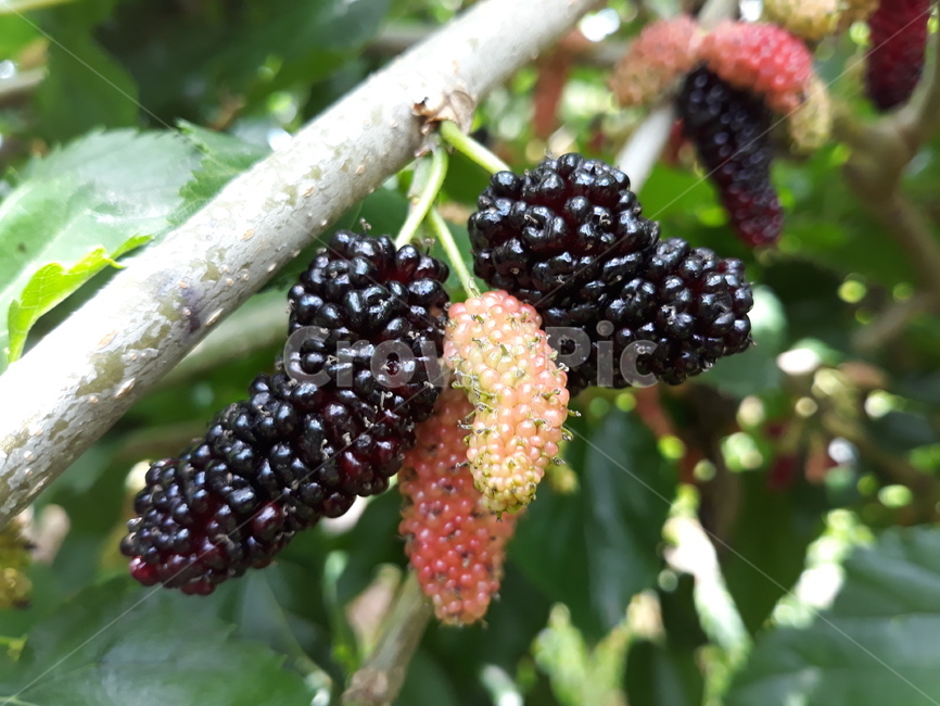 오디,여름과일,뽕나무열매,과실나무,열매,식물,자연,plants,nature,과일,열매,fruit