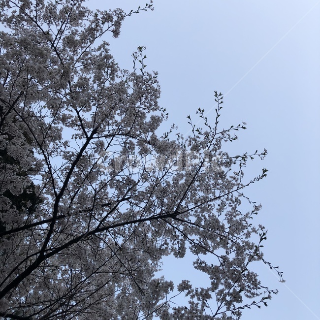 하늘,벚꽃,배경,봄,늦저녁,나무,자연