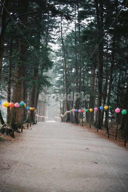 절,불교,연등,숲길,석가탄신일,전나무숲길,식물,나무,부처님오신날,tree,고즈넉