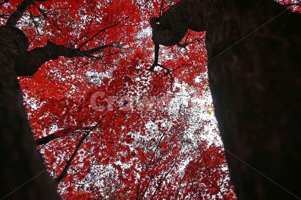 가을,단풍,단풍나무,화려함,가을풍경,autumn,fall,autumnleaves,plant,nature,계절,나무,븕은색,maple,red,season,colorful,느낌,감성,trees,branches,울긋불긋,자연,가을감성,가을느낌,가을배경,풍경,가을,계절,fall,autumn,season,식물,자연,plants,nature,나무,trees,wood,leaf,잎,tree