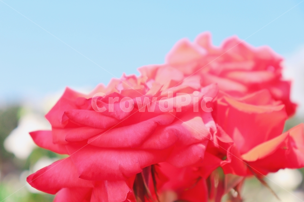 꽃,플라워,장미꽃,빨간색꽃,하늘,식물,자연,plants,nature,꽃,flower