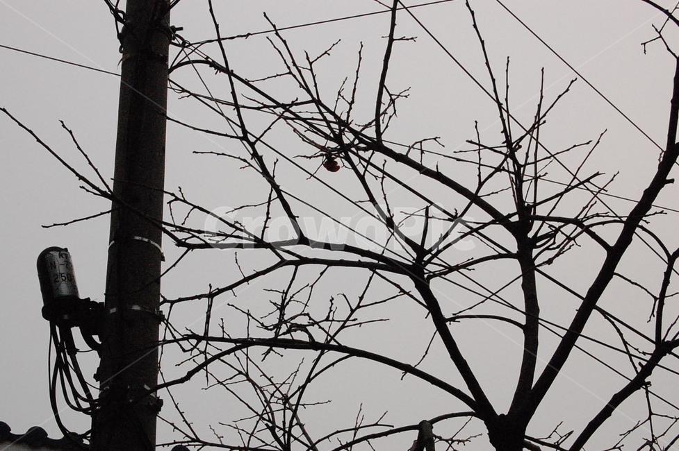 전봇대,나무가지,나무,가지,겨울나무,여백,공백,차가움,식물,자연,plants,nature,나무,trees,wood