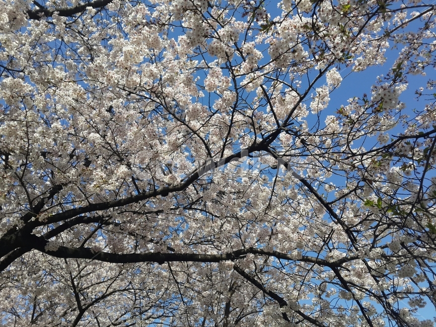 벚꽃,봄,개화,나무,날씨,하늘,봄,계절,spring,season,plant,식물,flower,꽃,blossom