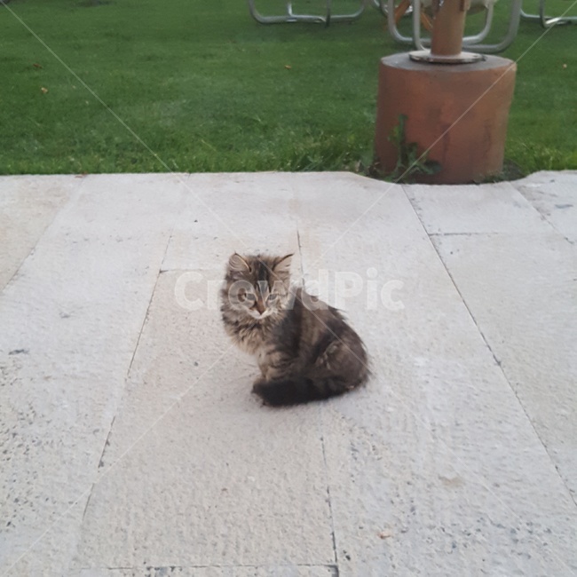 cat,고양이,동물,pet,애완동물,포유류,mammal