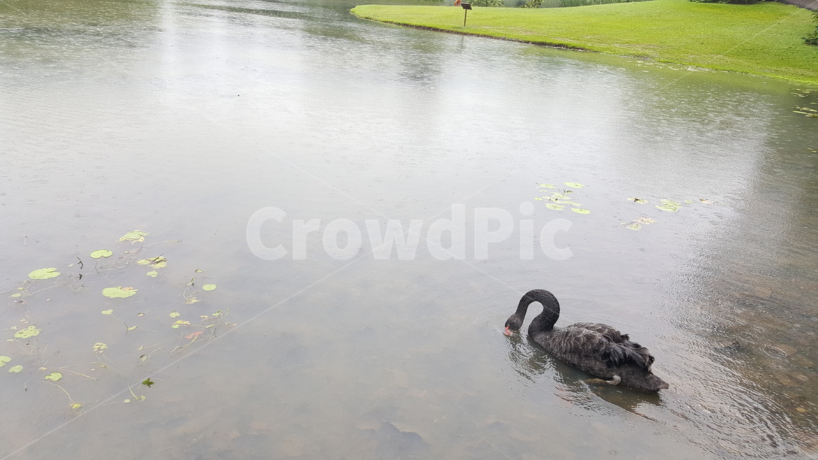 흑조,백조,검은백조,blackswan,swan,bird,호수,lake,singapore,열대지방,tropics,새,조류