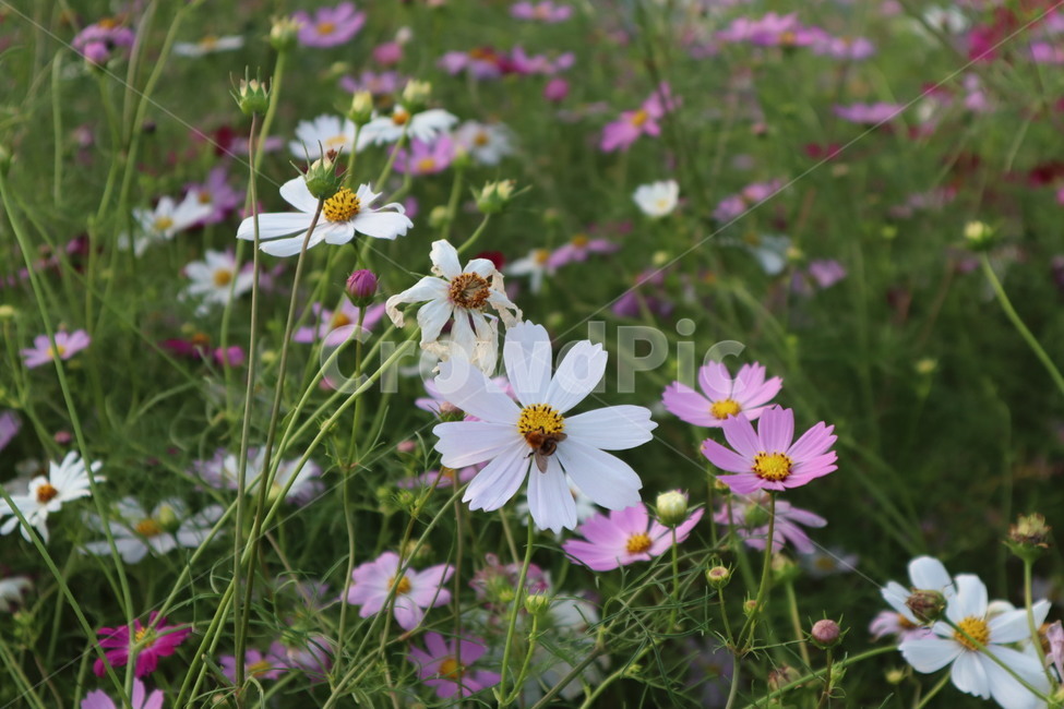 plant,식물,코스모스,벌,꿀벌,식물,자연,plants,nature,꽃,flower