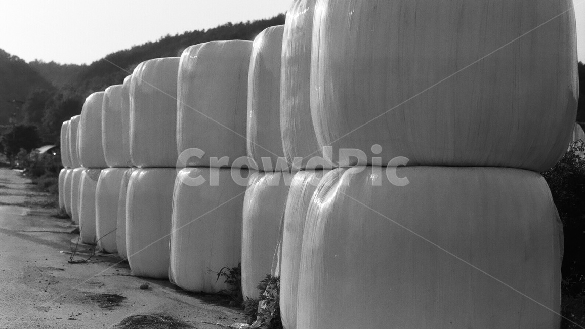 시골,반복,흑백,농촌,풍경,urban,농업,농사,agriculture,farming,farming industry