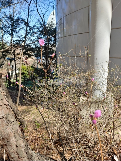 서울대공원,seoulgrandpark,진달래,azalea,봄,spring,꽃봉오리,bud