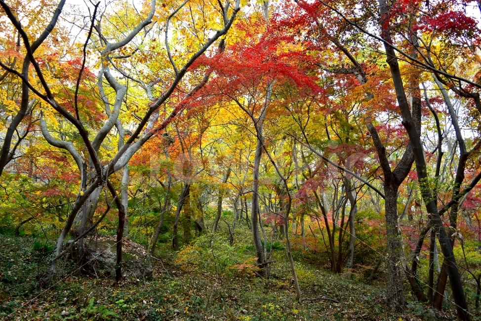 선운산,선운사,도솔천,가을,풍경,단풍,자연,탐방,파란하늘,가을색,오색,울긋불긋,알록달록,그림같은,칼라풀,뷰티플,아름다운,힐링,감성,정취,산세,명산,100대명산,nature,산,등산,트레킹,풍경사진,비경,경치,가을사진,가을색채,가을의정취,맑음,청명,사진,가을,계절,fall,autumn,season,자연,풍경,nature,landscape,식물,plants,나무,trees,wood,tree,plant,leaf,잎