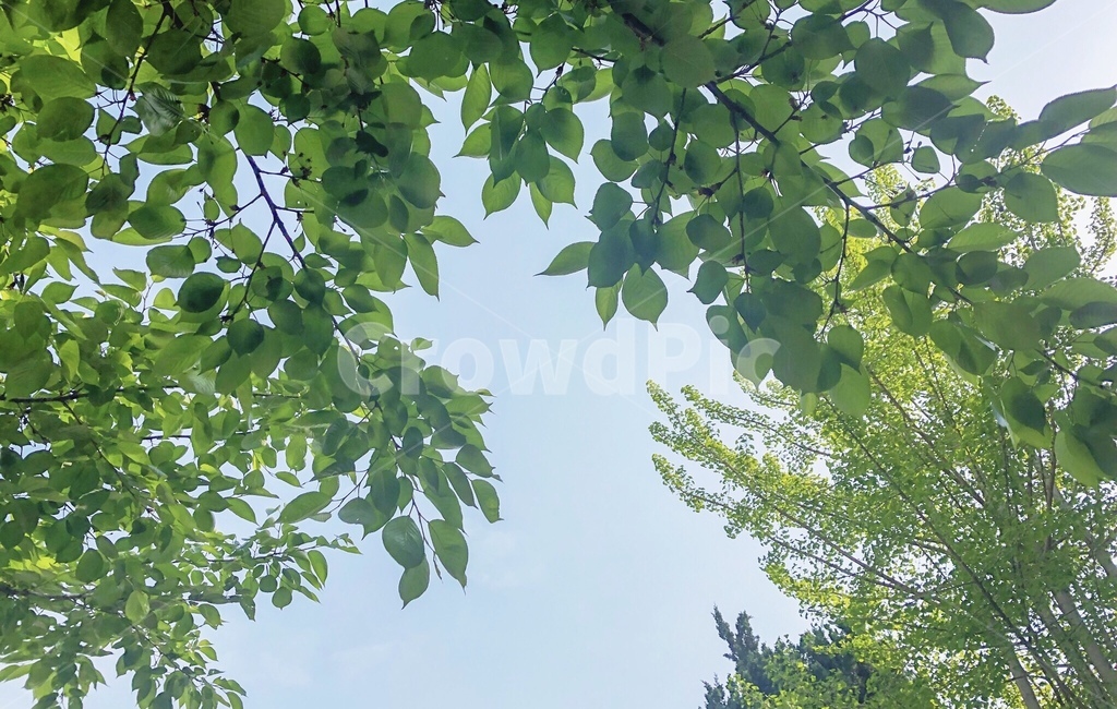 나뭇잎,하늘,여름,여름풍경,여름하늘,상쾌한,여름사진공모전