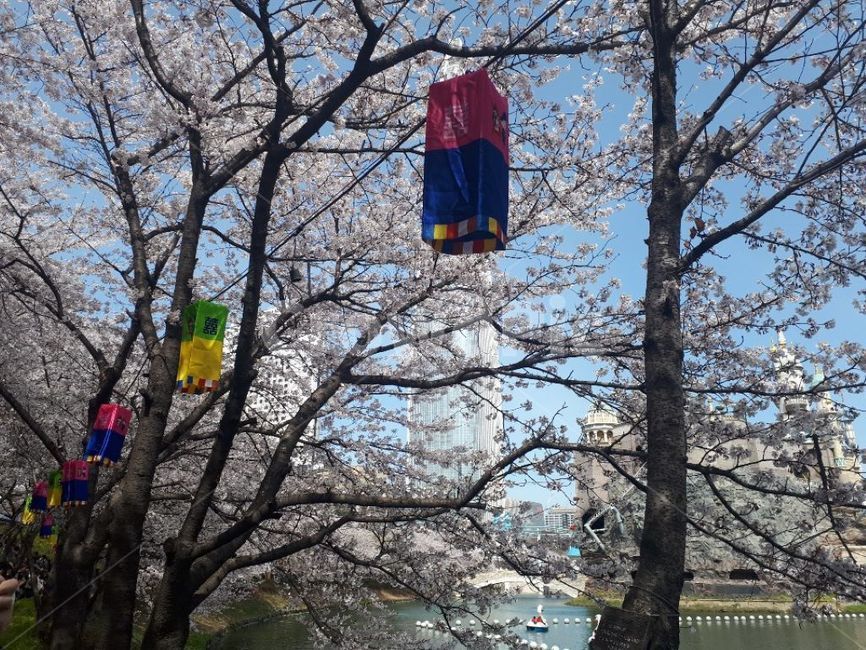 벚꽃,자연,나무,하늘,꽃,봄,계절,spring,season