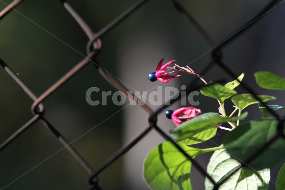 가을열매,가을사진,감성사진,누리장나무열매,철망과열매,철조망,식물,자연,plants,nature,과일,열매,fruit
