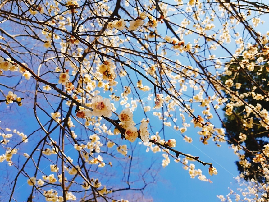 식물,plant,매화,벚꽃,파란하늘,봄,cherryblossom,분위기,봄,계절,spring,season
