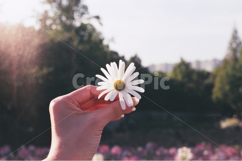 꽃,코스모스,가을,풍경,필름사진,필름카메라,식물