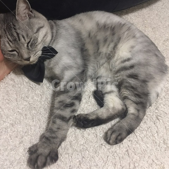 수면,개냥이,고양이,동물,애완동물,반려동물,귀여움,포유류,animal,mammal,kitty,kitten,반려묘,냐옹이,표정,휴식,힐링,냥이,feelimg