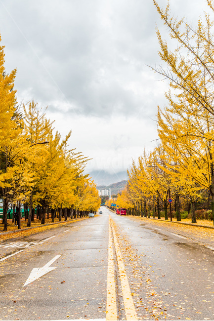 가로수,은행나무,단풍,낙엽,가을,가을,계절,fall,autumn,season,교통,교통수단,traffic,transportation,road,도로,asphalt,아스팔트