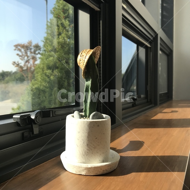 선인장,햇볕,밀짚모자,창가,여름,식물,화분,낮,식물,자연,plants,nature,실내용화초,화분,화초,house plant