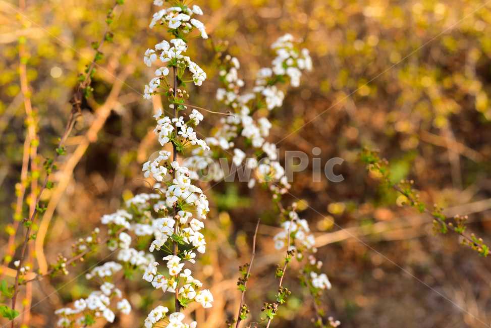 야생화,봄,꽃,따뜻,편안,식물,자연,plants,nature,꽃,flower