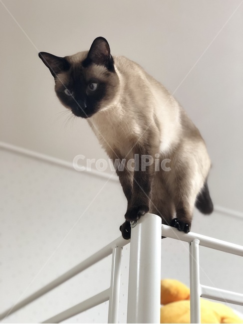 샴고양이,고양이,집중,뛰어내리기직전,공격,사냥,눈이큰,간당간당,난간,animal,cat,aSiamesecat,attacking,abouttojump,focusing,ontherailing,huntingposition,동물,animal,포유류,mammal,고양이,cat,kitten,kitty