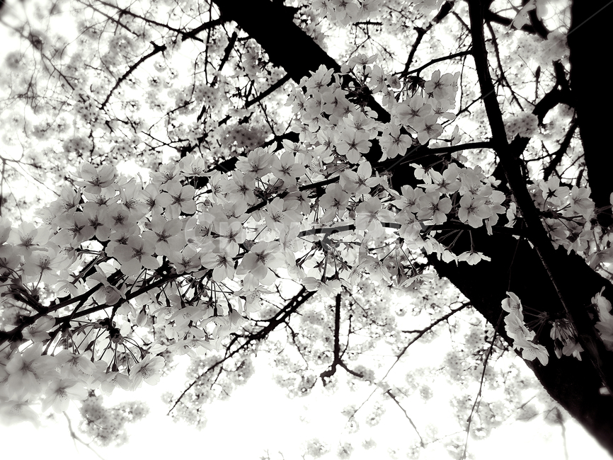 벚꽃,나무,꽃,plant,blossom