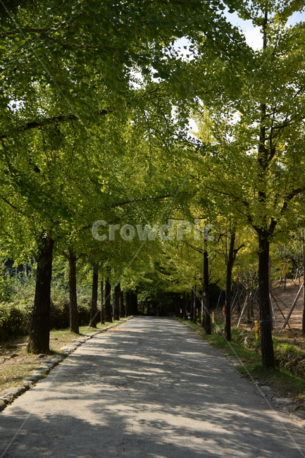 숲길,시골,숲,길,도로,풍경,나무,풀,forestroad,countryroad,forest,road,landscape,trees,grass,자연,풍경,nature,landscape,tree,plant,식물,path,통로