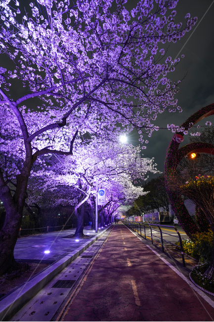 여의도,윤중로,벚꽃축제,벚꽃길,벚꽃,CherryBlossom,야경,야화,nightview,natural,landscape,식물,봄,배경,자연,서울벚꽃,서울명소,힐링,spring,하얀꽃,splendor,화사,flowers,나무,trees,wood,축제,봄,계절,spring,season,야경,밤,풍경,nightscape,night,landscape,도시,city,한국도시풍경,한국도시경관,korea cityscape,식물,자연,plants,nature,나무,trees,wood,plant,flower,꽃,blossom
