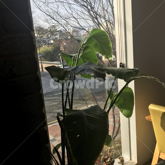 식물,카페,나무,바람,초록색,봄,실내용화초,화분,화초,house plant