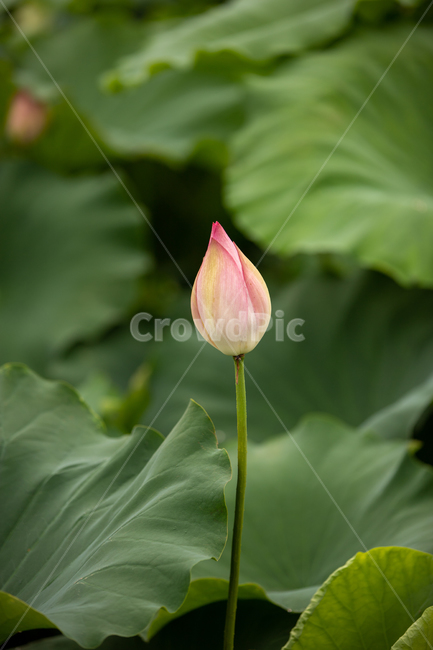 연꽃,연잎,물방울,여름,자연,풍경,꽃,flower