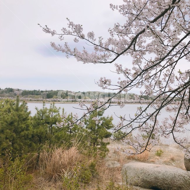봄,벚꽃,꽃나무,풍경,힐링,식물,자연,plants,nature,꽃,flower