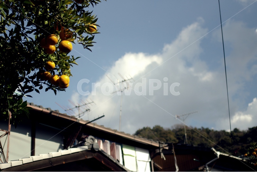 나무,열매,tree,fluit,가을,autumn,과일,열매,fruit